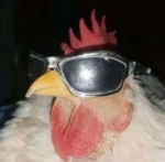Tavuklar Candır