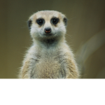 The donimus meerkats