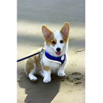 Super Puppy Squad!