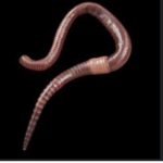 The eager earthworms