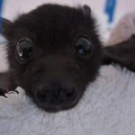 ‘ pups Group Thumbnail