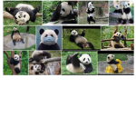 PANDA PROOM POPS