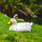 duckpond industries