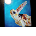SLS (Sea Life Supporters)