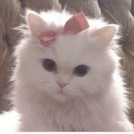 sugarcake.