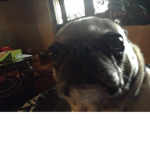 Lola the pug