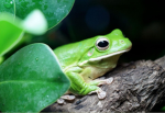 Froggy fun with friends