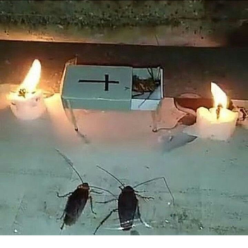 งานศพแมลงสาบ