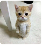 El gato group