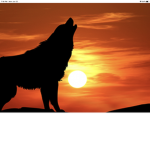 Cute Sunset Wolf