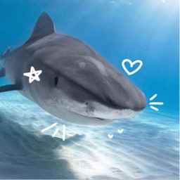 🦈