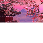 Sakura vibe~