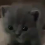 My kitten George fans! :D