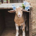 Tasha’s Goat’s! :)