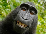 You should like monkeys