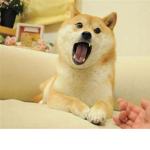 Bleeding Doge group