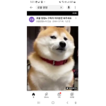그룹 댕댕