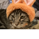 Christmas cats
