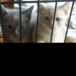 Fav if you love cats