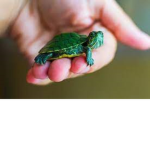 Tortues de mer•mia•