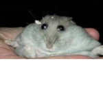 MonkeManZ