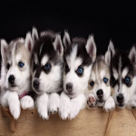 Only if you love puppies!