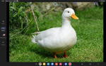 The extra cute ducky of the duck group