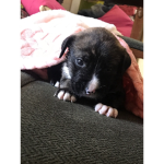 Scary puppy