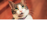 Epic epic great cat fans