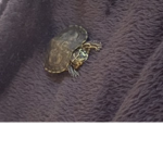 ronni’s turtles