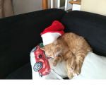 Christmas cats group made from Monkey