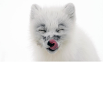 Arctic fox kings