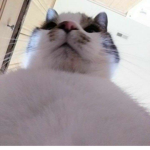 Mlekoo