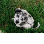 cute oreo