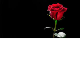 Roses Hangout (NEW)