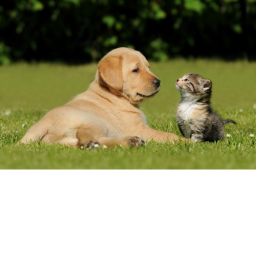 dog and cat
