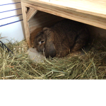 The Super Cute Bunny Group