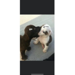 sup pup <3