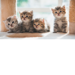 clan cat grupo