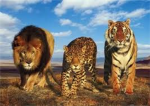 BIG CATS HEROS