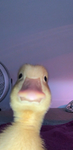 Mrduckygaming