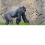 Awesome Gorilla Group