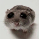 Hammy Community