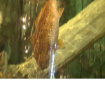 Redfish squad