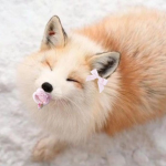 Foxy lil group