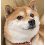 Doge Krew For Life!!