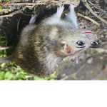 The CuTiE RaTs