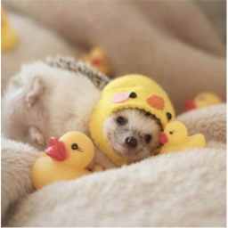 🦔