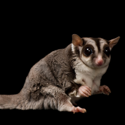 Sugar Glider Hangout