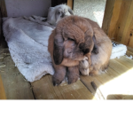 Loves Bunny's Group